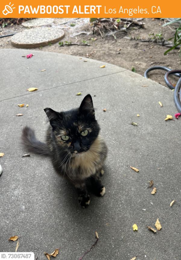 Found/Stray Female Cat last seen Robertson and Beverlywood, Los Angeles, CA 90034