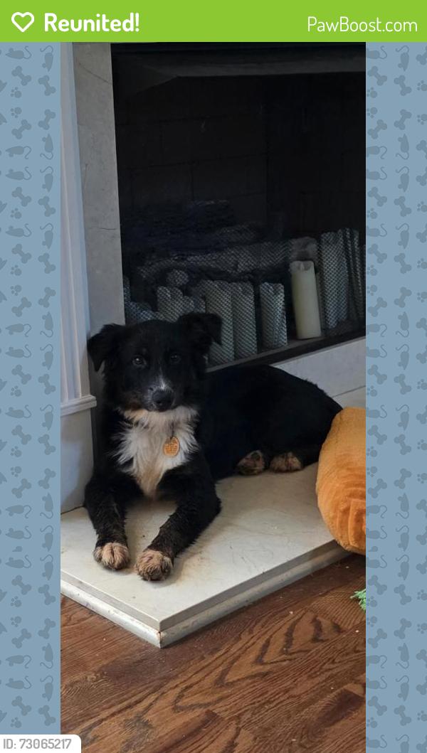 Reunited Female Dog last seen Drew Campground Rd and Preserve Crossing Ln, Fieldstone Preserve , Forsyth County, GA 30040