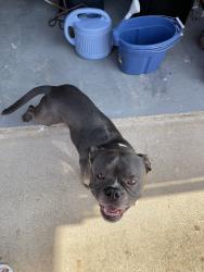 Found/Stray Male Dog last seen Eastern & SE 9th St., Moore, OK 73160
