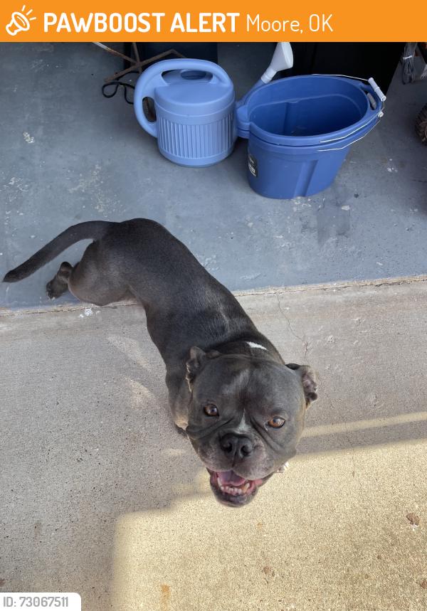 Found/Stray Male Dog last seen Eastern & SE 9th St., Moore, OK 73160