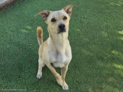 Shelter Stray Male Dog last seen , 14409 Vanowen St, Van Nuys, CA 91405, USA