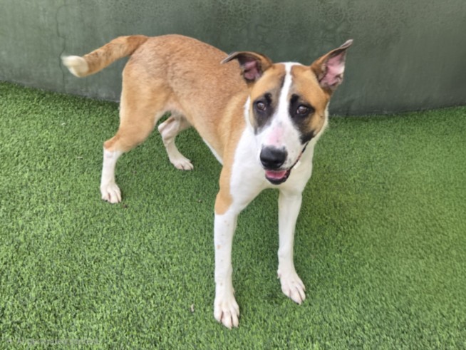 Shelter Stray Female Dog last seen , 14409 Vanowen St, Van Nuys, CA 91405, USA