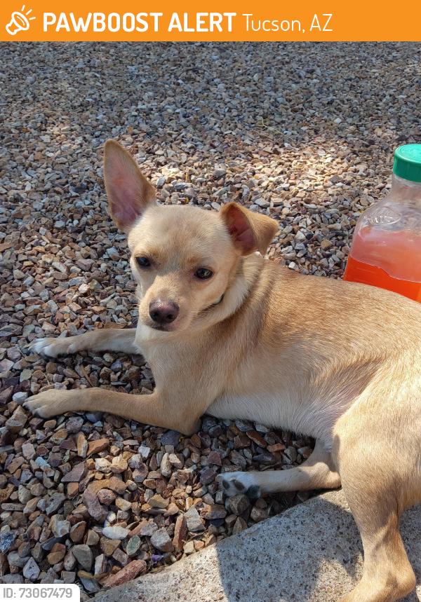 Found/Stray Male Dog last seen Janet ave tucson, Tucson, AZ 85711