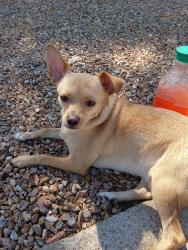 Found/Stray Male Dog last seen Janet ave tucson, Tucson, AZ 85711