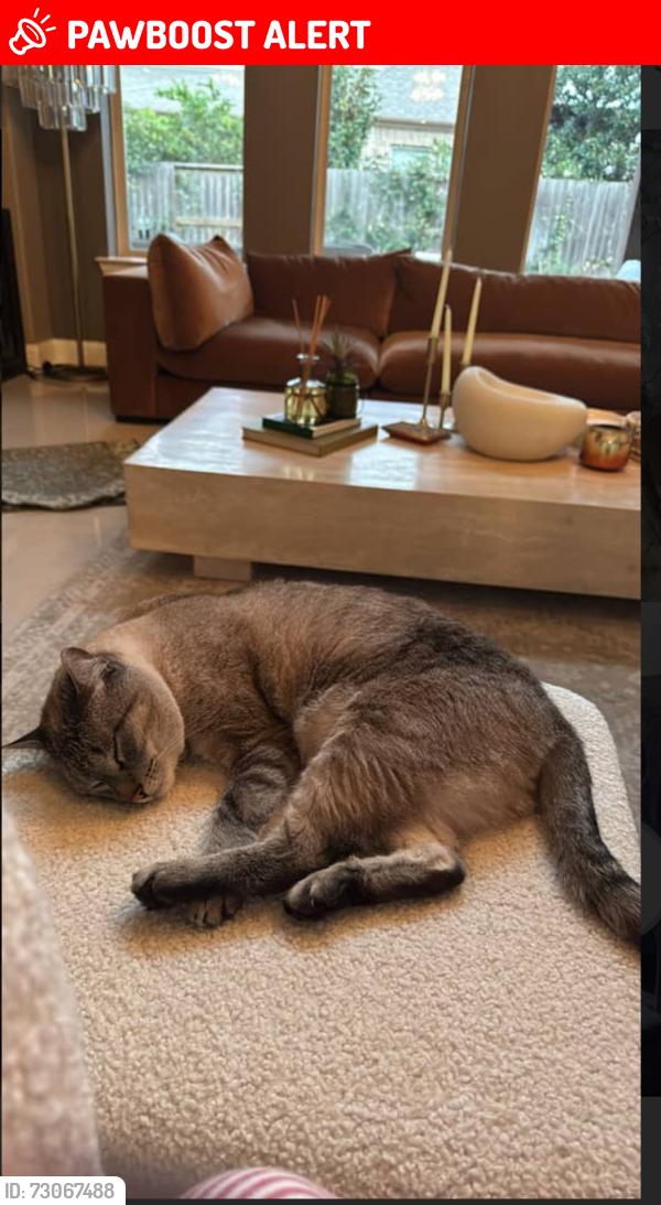 Lost Male Cat last seen Old Houston rd Conroe, Tx, Montgomery County, TX 77302