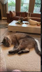 Lost Male Cat last seen Old Houston rd Conroe, Tx, Montgomery County, TX 77302