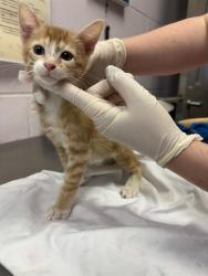 Shelter Stray Male Cat last seen Near BLOCK EDISON AVE, 2020 Forest St, Jacksonville, FL 32204, USA