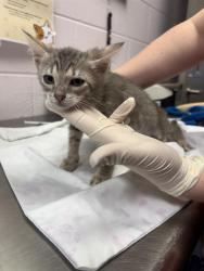 Shelter Stray Male Cat last seen Near BLOCK EDISON AVE, 2020 Forest St, Jacksonville, FL 32204, USA