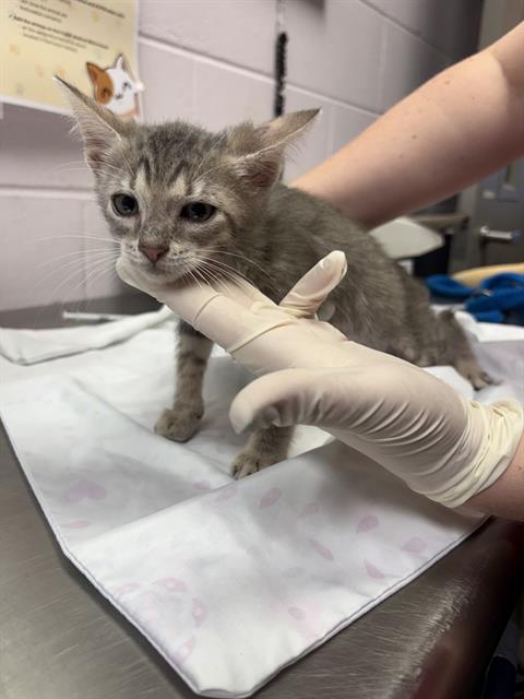 Shelter Stray Male Cat last seen Near BLOCK EDISON AVE, 2020 Forest St, Jacksonville, FL 32204, USA