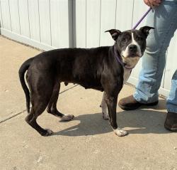 Shelter Stray Female Dog last seen Near BLK W HILL ST, 3528 Newburg Rd, Louisville, KY 40218, USA