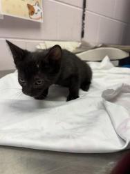 Shelter Stray Male Cat last seen Near BLOCK EDISON AVE, 2020 Forest St, Jacksonville, FL 32204, USA