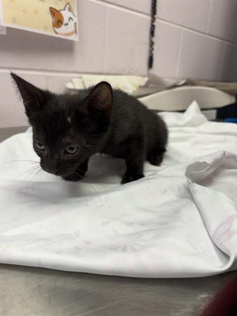 Shelter Stray Male Cat last seen Near BLOCK EDISON AVE, 2020 Forest St, Jacksonville, FL 32204, USA