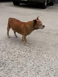 Found/Stray Female Dog last seen Alameda St. and MLK Jr., Los Angeles, CA 90058