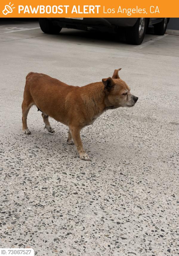 Found/Stray Female Dog last seen Alameda St. and MLK Jr., Los Angeles, CA 90058