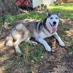 Lost Female Dog last seen Carr Park - 507 Simmons Dr. Euless, TX. 76040, Euless, TX 76040