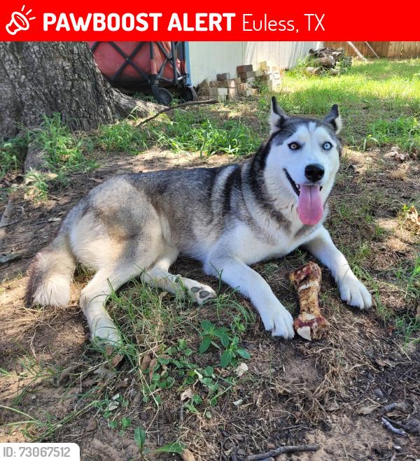 Lost Female Dog last seen Carr Park - 507 Simmons Dr. Euless, TX. 76040, Euless, TX 76040