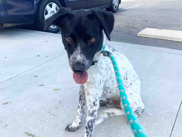 Shelter Stray Male Dog last seen FOUND ON D ST, 2481 Palomar Airport Rd, Carlsbad, CA 92011, USA