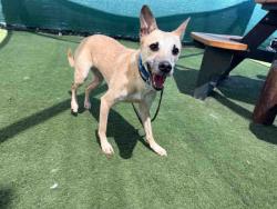 Shelter Stray Male Dog last seen AVOCADO GROVE- DE LUZ CANYON, 2481 Palomar Airport Rd, Carlsbad, CA 92011, USA