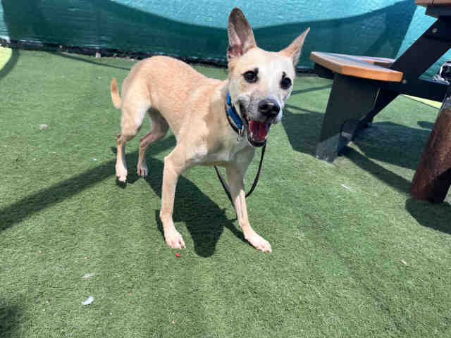 Shelter Stray Male Dog last seen AVOCADO GROVE- DE LUZ CANYON, 2481 Palomar Airport Rd, Carlsbad, CA 92011, USA