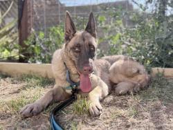 Shelter Stray Female Dog last seen , 5821 Sweetwater Rd, Bonita, CA 91902, USA