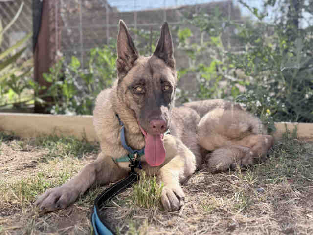 Shelter Stray Female Dog last seen , 5821 Sweetwater Rd, Bonita, CA 91902, USA