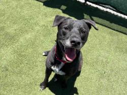 Shelter Stray Male Dog last seen RAINBOW HEIGHTS, 2481 Palomar Airport Rd, Carlsbad, CA 92011, USA