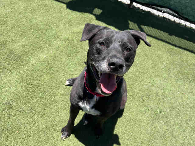 Shelter Stray Male Dog last seen RAINBOW HEIGHTS, 2481 Palomar Airport Rd, Carlsbad, CA 92011, USA