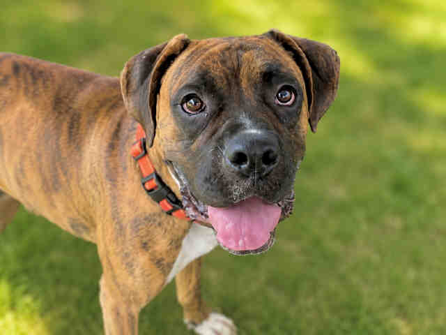 Shelter Stray Male Dog last seen , 5821 Sweetwater Rd, Bonita, CA 91902, USA