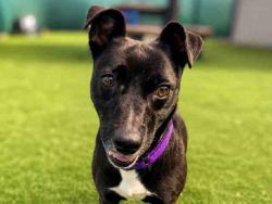 Shelter Stray Female Dog last seen Near BLOCK ELDER STREET, 2481 Palomar Airport Rd, Carlsbad, CA 92011, USA