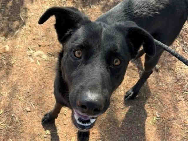 Shelter Stray Male Dog last seen RANGEVIEW, 5821 Sweetwater Rd, Bonita, CA 91902, USA