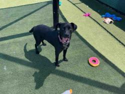 Shelter Stray Male Dog last seen Near BLOCK ELDER STREET, 2481 Palomar Airport Rd, Carlsbad, CA 92011, USA