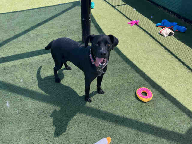 Shelter Stray Male Dog last seen Near BLOCK ELDER STREET, 2481 Palomar Airport Rd, Carlsbad, CA 92011, USA