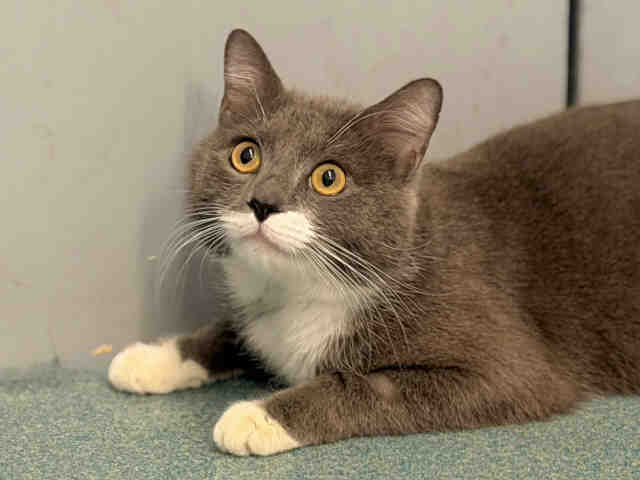 Shelter Stray Male Cat last seen , 5821 Sweetwater Rd, Bonita, CA 91902, USA