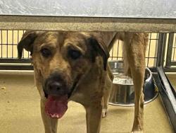 Shelter Stray Male Dog last seen VISTA DEL LAGO, 2481 Palomar Airport Rd, Carlsbad, CA 92011, USA