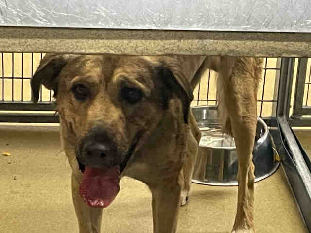 Shelter Stray Male Dog last seen VISTA DEL LAGO, 2481 Palomar Airport Rd, Carlsbad, CA 92011, USA