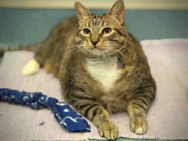 Shelter Stray Female Cat last seen , 5821 Sweetwater Rd, Bonita, CA 91902, USA