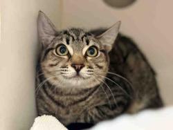 Shelter Stray Female Cat last seen JAMUL DR, 5821 Sweetwater Rd, Bonita, CA 91902, USA