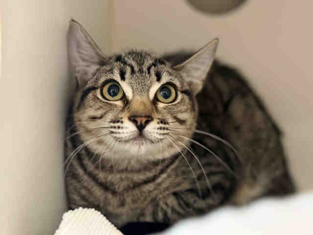 Shelter Stray Female Cat last seen JAMUL DR, 5821 Sweetwater Rd, Bonita, CA 91902, USA