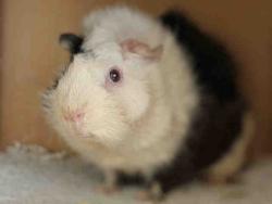 Shelter Stray Female Rodent last seen N BONITA ST, 5821 Sweetwater Rd, Bonita, CA 91902, USA