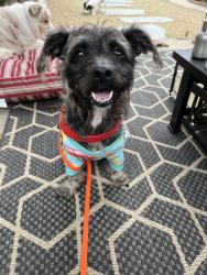 Found/Stray Male Dog last seen Cimarron & 69th, Los Angeles, CA 90047