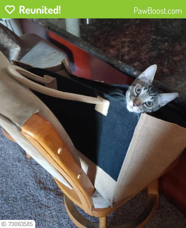 Reunited Male Cat last seen Wells road, Oakley, CA 94561