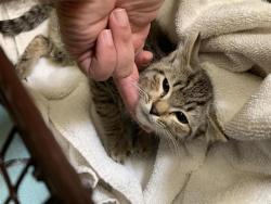 Shelter Stray Male Cat last seen VALLEY BROOK AVE & MYRTLE VISTA AVE, 2127 Front St, Sacramento, CA 95818, USA