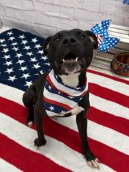 Shelter Stray Female Dog last seen Near BLOCK PEMBROKE AVE, DETROIT, MI 48221, 7401 Chrysler Dr, Detroit, MI 48211, USA