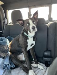 Lost Female Dog last seen Heath and Avondale, Merkel, TX 79536