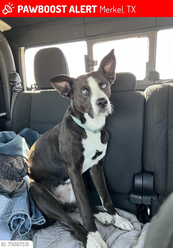 Lost Female Dog last seen Heath and Avondale, Merkel, TX 79536