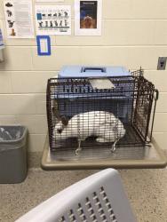 Shelter Stray Male Other last seen 123RD AVE / CLERMONT CT, 12155 Park Blvd, Brighton, CO 80601, USA