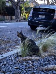Found/Stray Unknown Cat last seen Pearl, 21st Street, Santa Monica, CA 90405