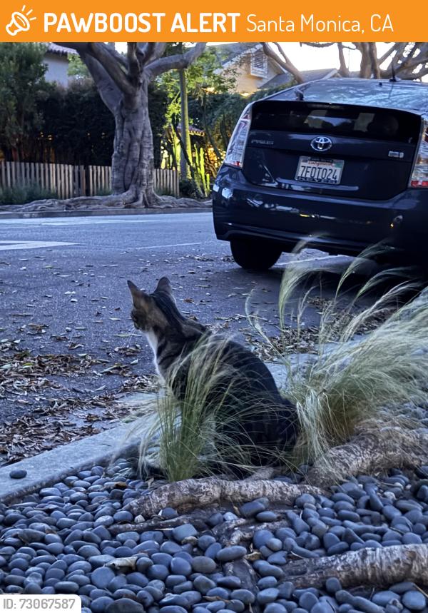 Found/Stray Unknown Cat last seen Pearl, 21st Street, Santa Monica, CA 90405