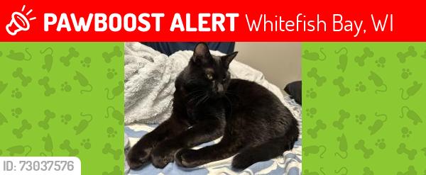Lost Male Cat last seen E. Henry Clay Street, Whitefish Bay, WI 53217