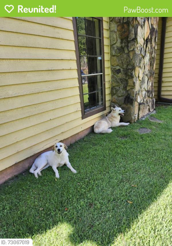 Reunited Male Dog last seen Ingram Road and Sharp Way, Norcross, GA 30071